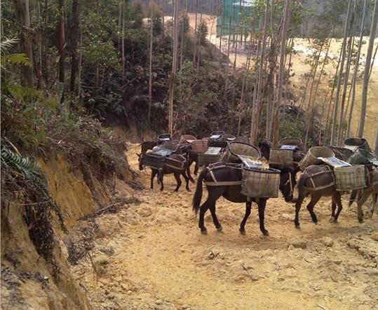 高明区马帮山路运输