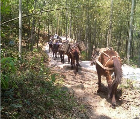 高明区马帮运输电话