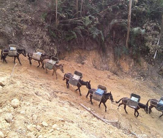 高明区山路马帮运输