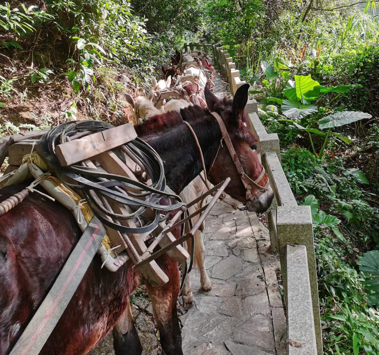 高明区马队运输