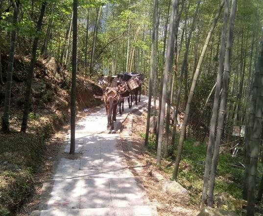 高明区马队运输公司