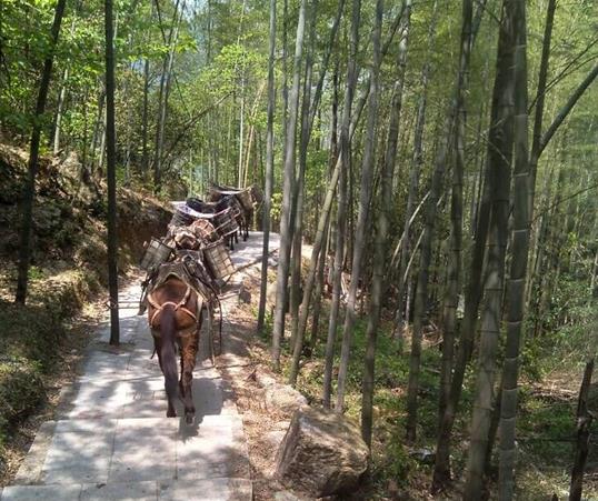 高明区山路马队运输