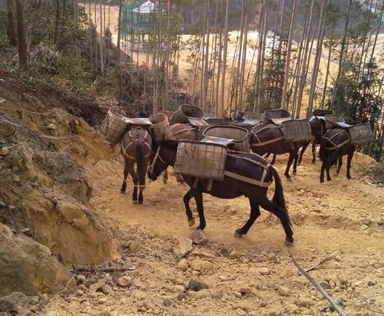 高明区山区马队运输