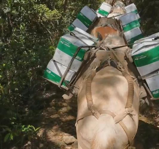 高明区骡马山路运输