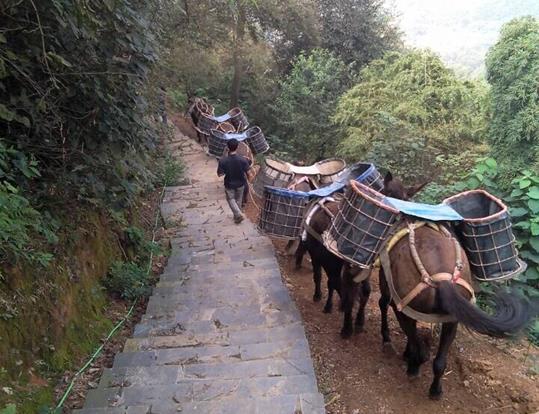 高明区骡马运输电话