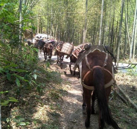 高明区骡马运输公司