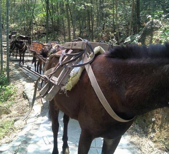 高明区山路骡马运输