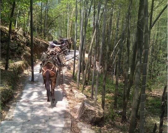 高明区山区骡马运输