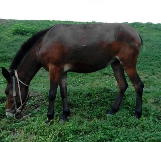 高明区骡马搬运