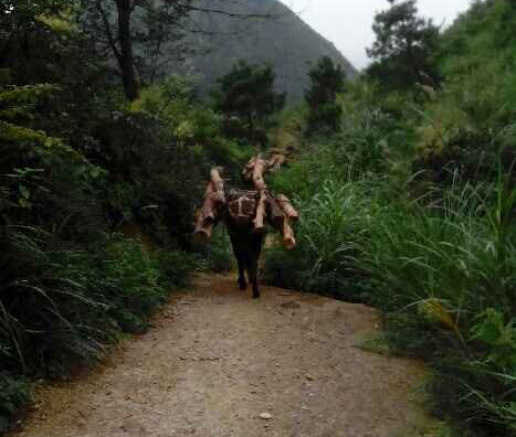 高明区骡马运输