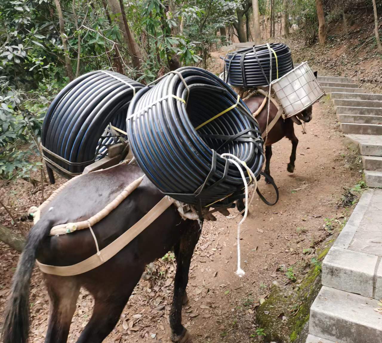 高明区马帮运输