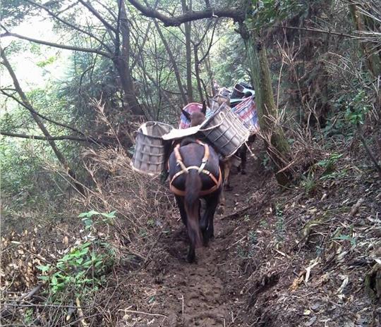 高明区马帮运输公司