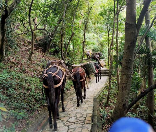 高明区马队运输电话